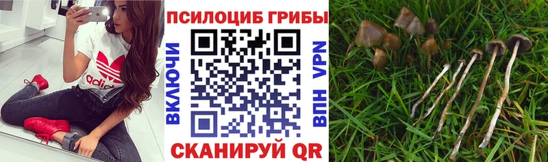 Псилоцибиновые грибы Psilocybine cubensis  Всеволожск 